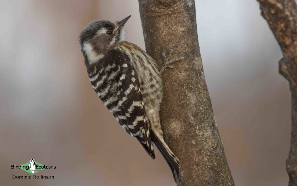 Japan Winter Birds