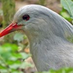 New Caledonia birding tours