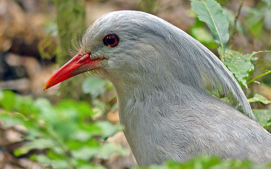 New Caledonia birding tours