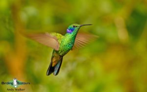 Northern Ecuador birding tour