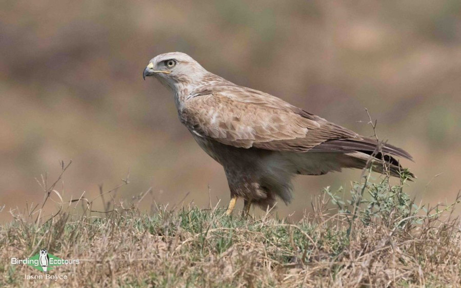 Mongolia birding tours