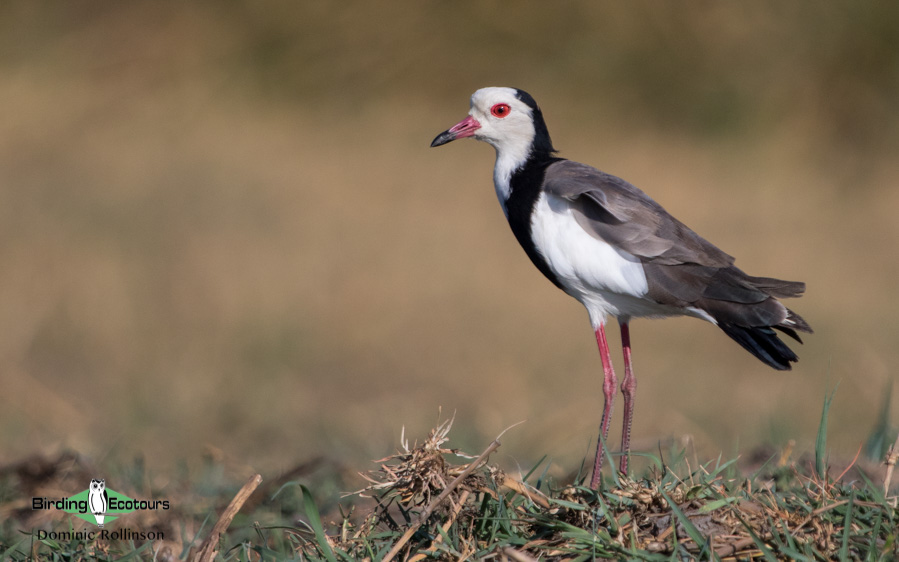 Okavango birding tours