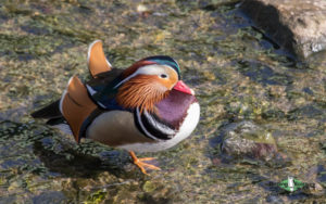 Japan birding tours