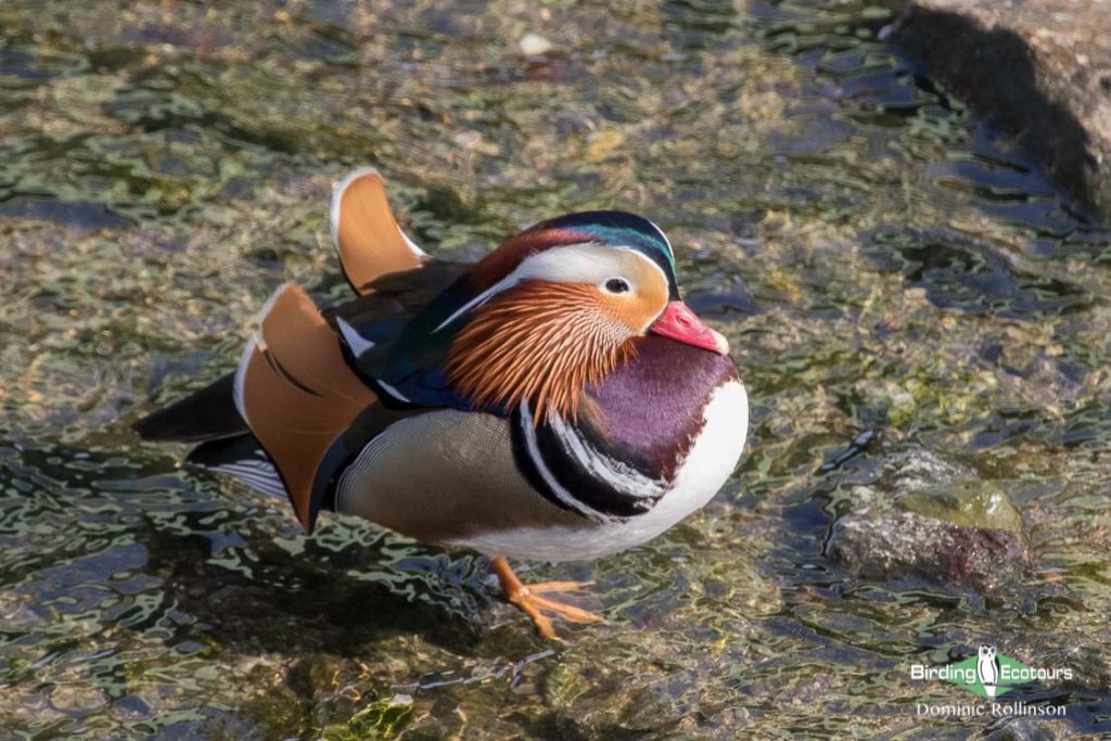 Japan Winter Birds