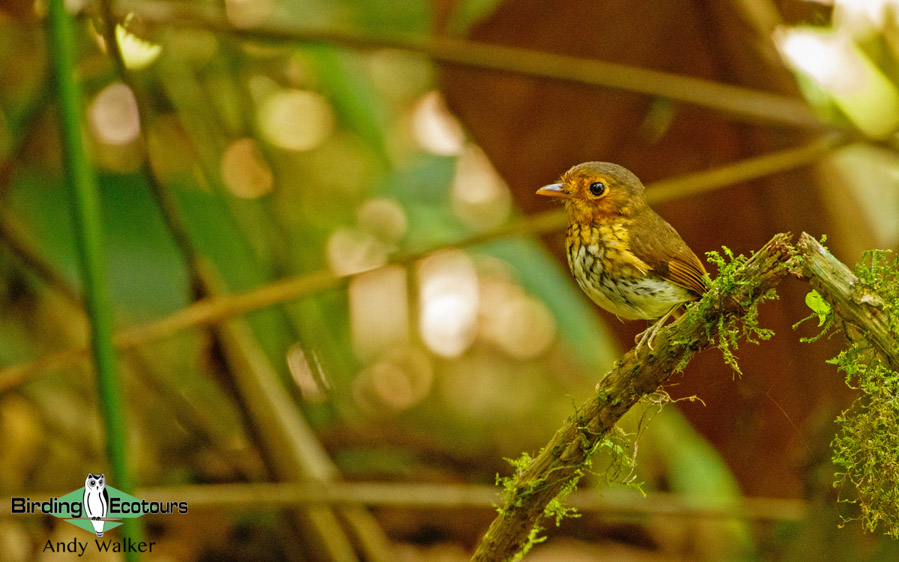 Northern Ecuador birding tour