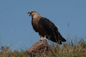 Mongolia birding tours