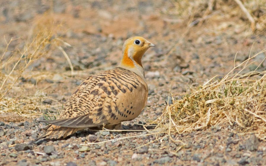 Mongolia birding tours