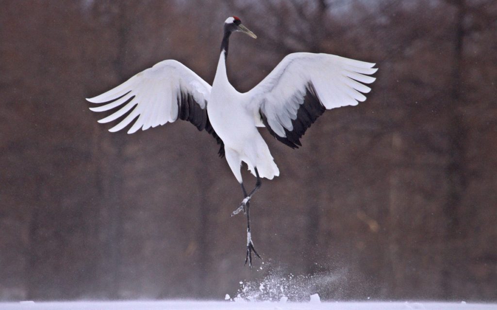 Japan Winter Birds