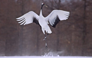 Japan birding tour