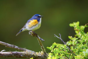 Mongolia birding tours