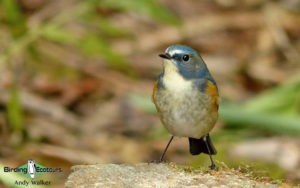 Japan birding tour