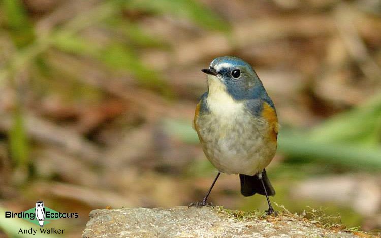Japan Winter Birds