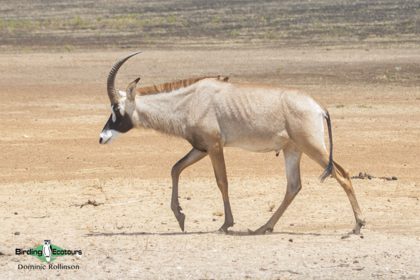 Okavango birding tours