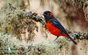 Northern Ecuador birding tour