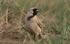 Mongolia birding tours