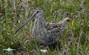 Guyana birding tours