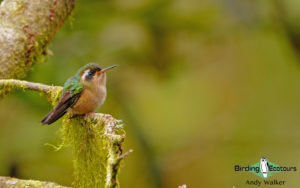 Northern Ecuador birding tour