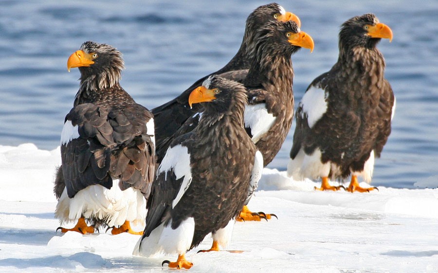 Japan Winter Birds