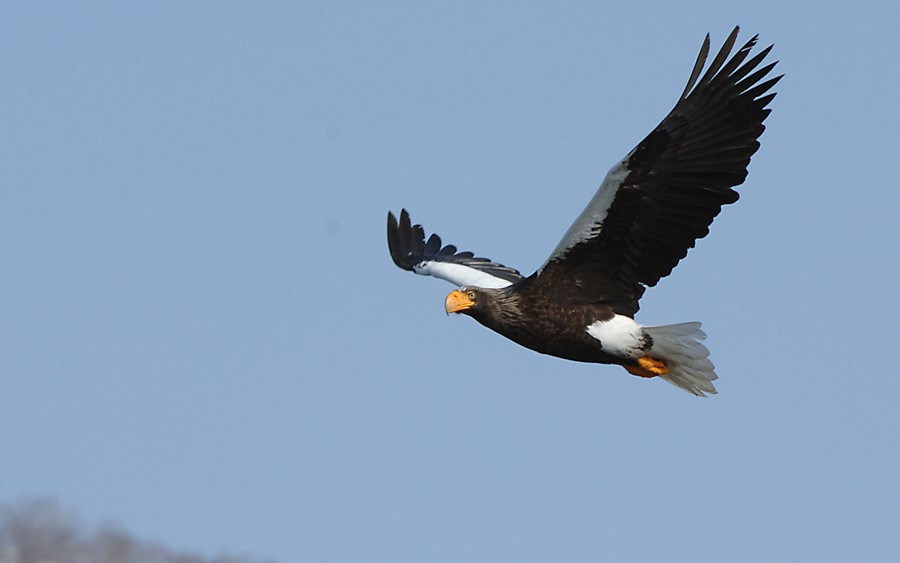 Japan Winter Birds