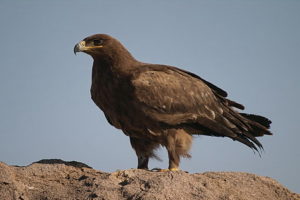 Mongolia birding tours