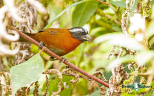 Northern Ecuador birding tour