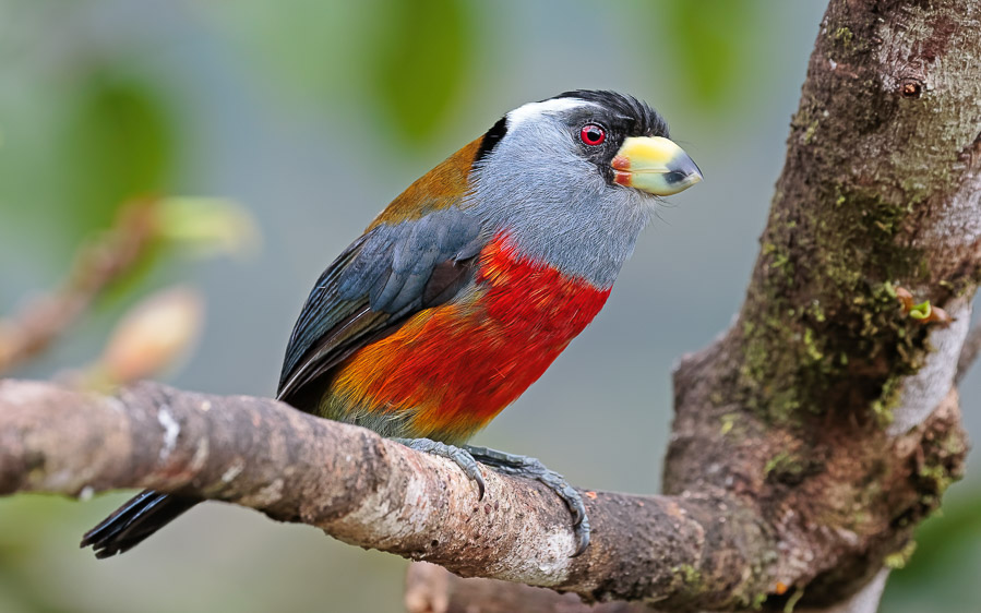 Northern Ecuador birding tour