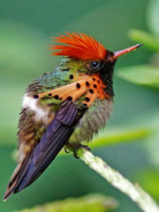 Guyana birding tours