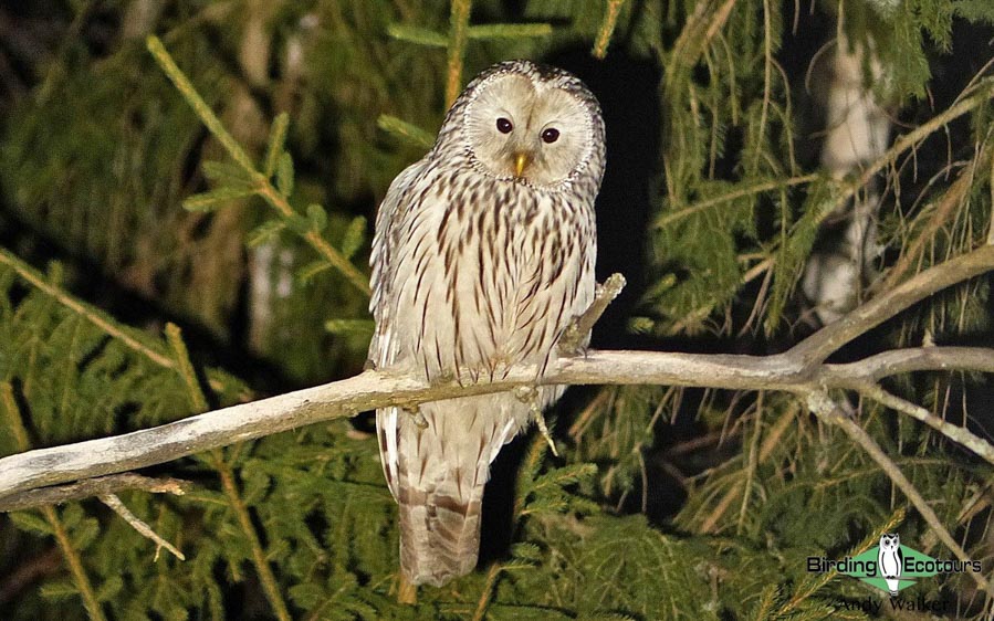 Mongolia birding tours