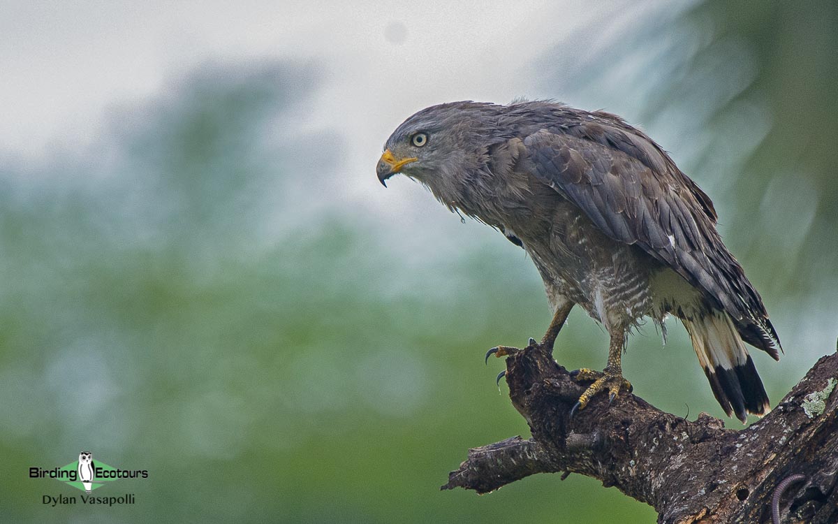 Okavango birding tours