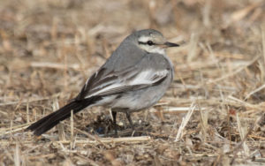 Mongolia birding tours