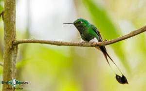 Northern Ecuador birding tour