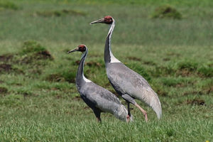 Mongolia birding tours