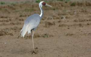 Japan birding tour