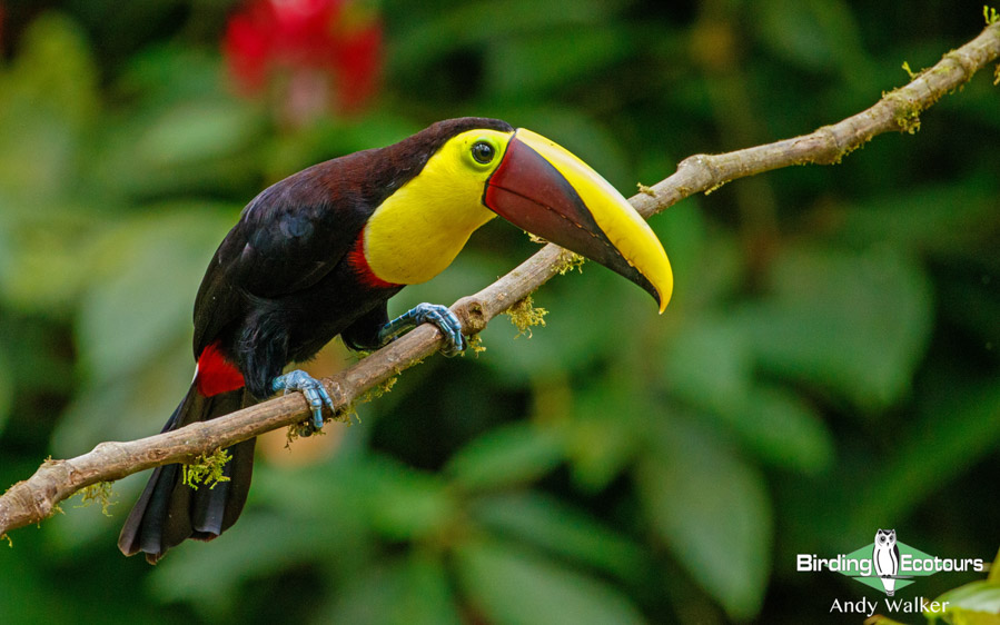 Northern Ecuador birding tour