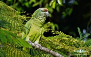 Guyana birding tours