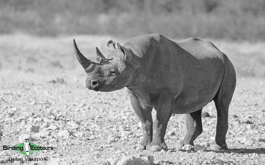 Namibia wildlife safari