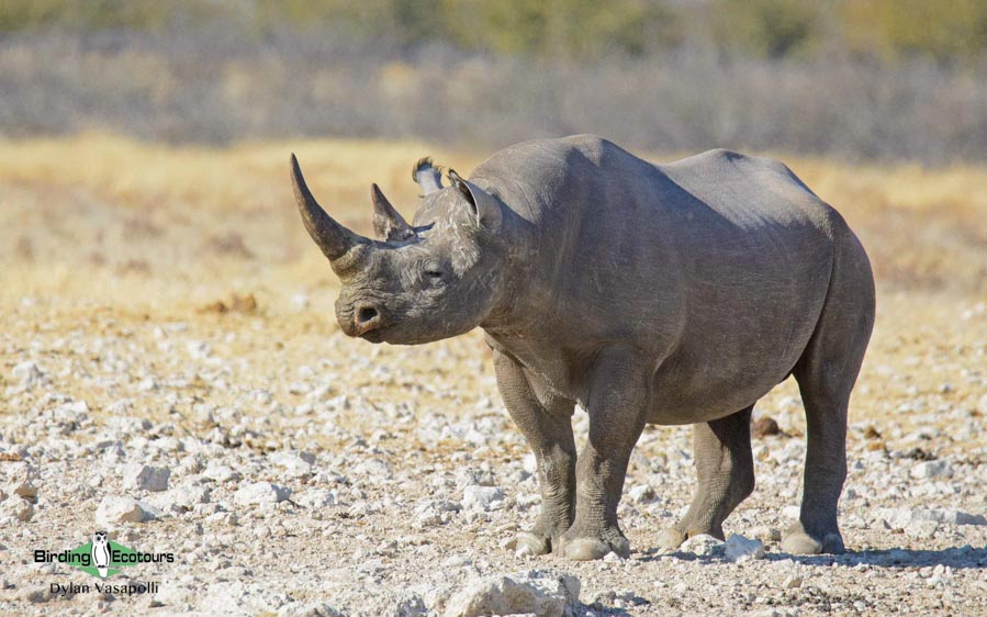 Namibia wildlife safari