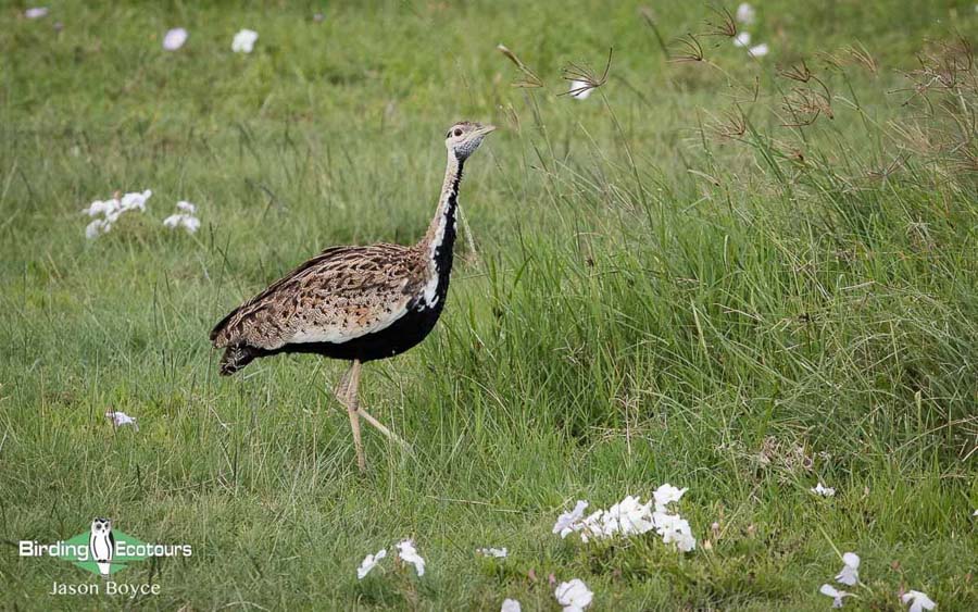 Tanzania birding tours