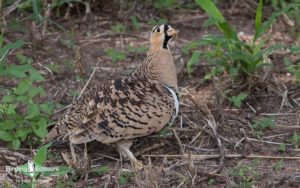 Tanzania birding tours