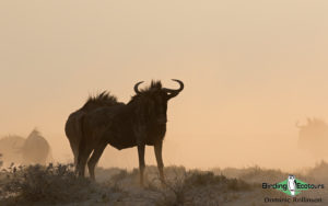 Namibia wildlife safari