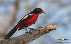 Namibia wildlife safari