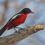 Namibia wildlife safari
