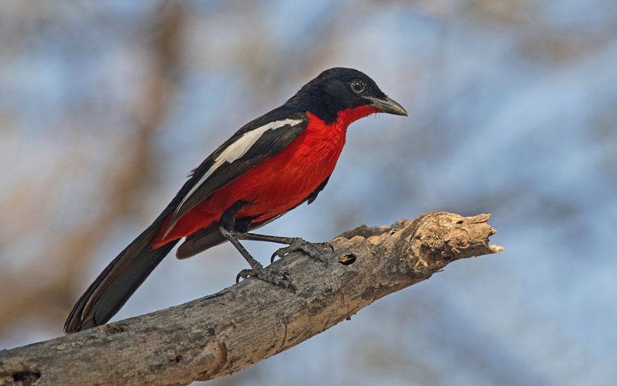 Namibia wildlife safari