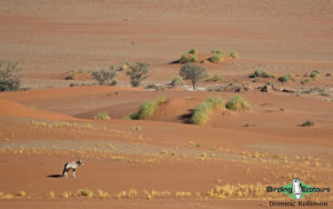 Namibia wildlife safari