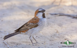 Namibia wildlife safari