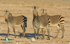 Namibia wildlife safari