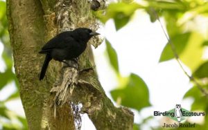 Jamaica birding tour