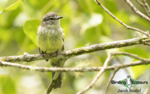 Jamaica birding tour