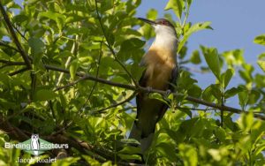 Jamaica birding tour