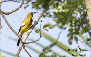 Jamaica birding tour